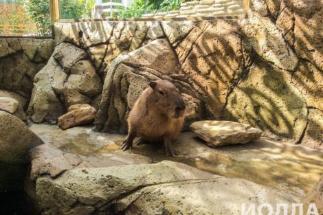 Вольер для капибары - фото 1