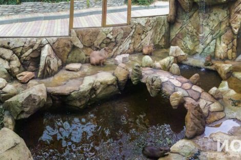 Вольер для капибары - фото 10