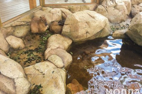 Вольер для капибары - фото 2