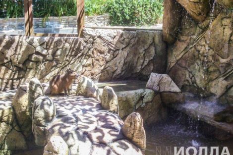 Вольер для капибары - фото 3