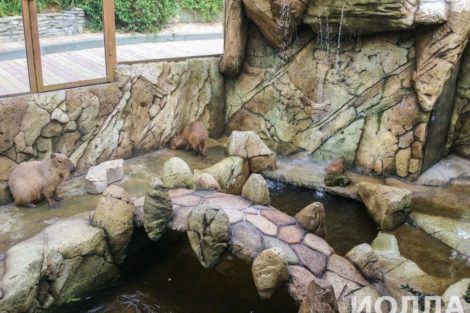 Вольер для капибары - фото 9