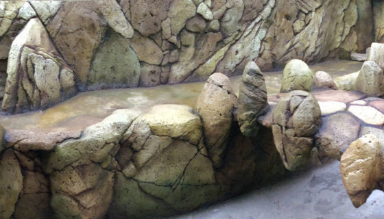 Вольер для капибары