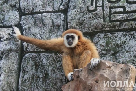 Зимний вольер для обезьян - фото 8